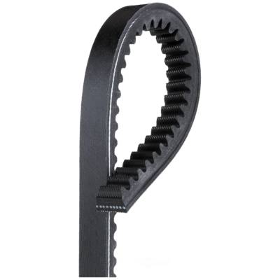 ベルト Golden  FW25 Belts (GMA00161 A00013790100) Women's belt in black leather with studs